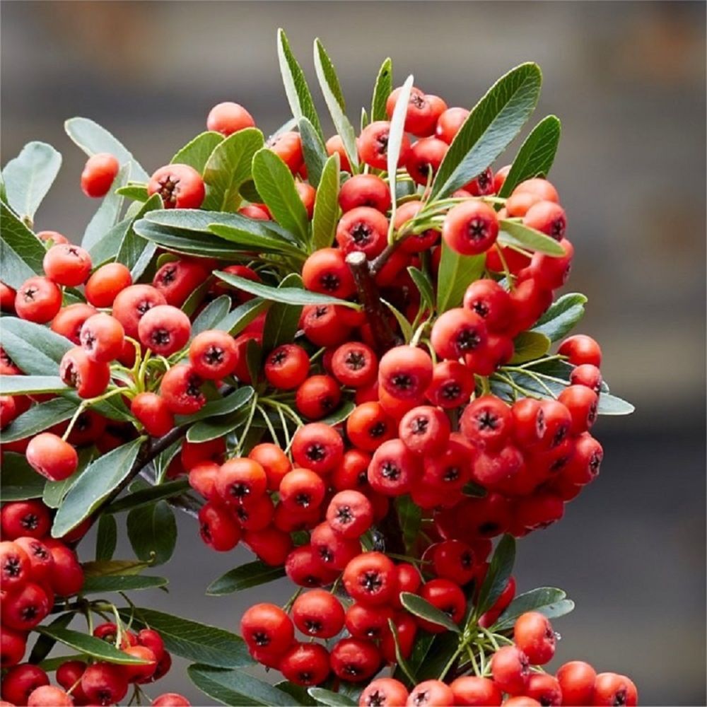 PYRACANTHA COC RED STAR